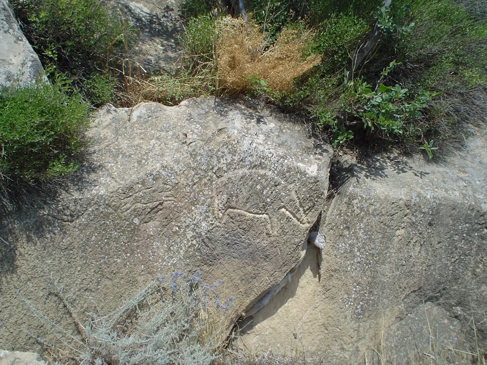2008-07-14 Qobustan, Azerbaijan: Petroglyph of boar. In the Qobustan Petroglyph Reserve there are more than 6,000 petroglyphs carved by the hunter-gatherers that lived in these caves 12,000 years ago. At that time the Ca. Фото: Aleksander Dragnes, CC BY 2.0, Викисклад