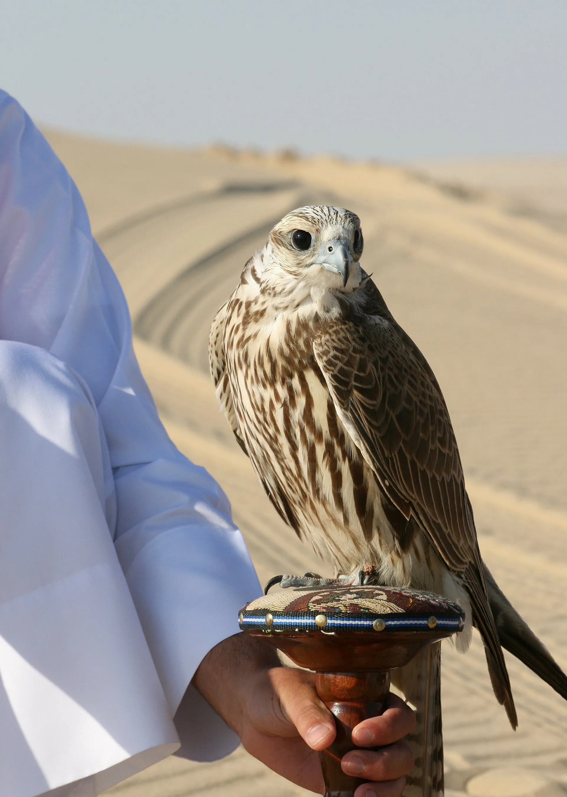 A captive Saker Falcon (Falco cherrug) used in falconry in Doha, Qatar.. Фото: Flickr user Qatari, CC BY 2.0, Викисклад