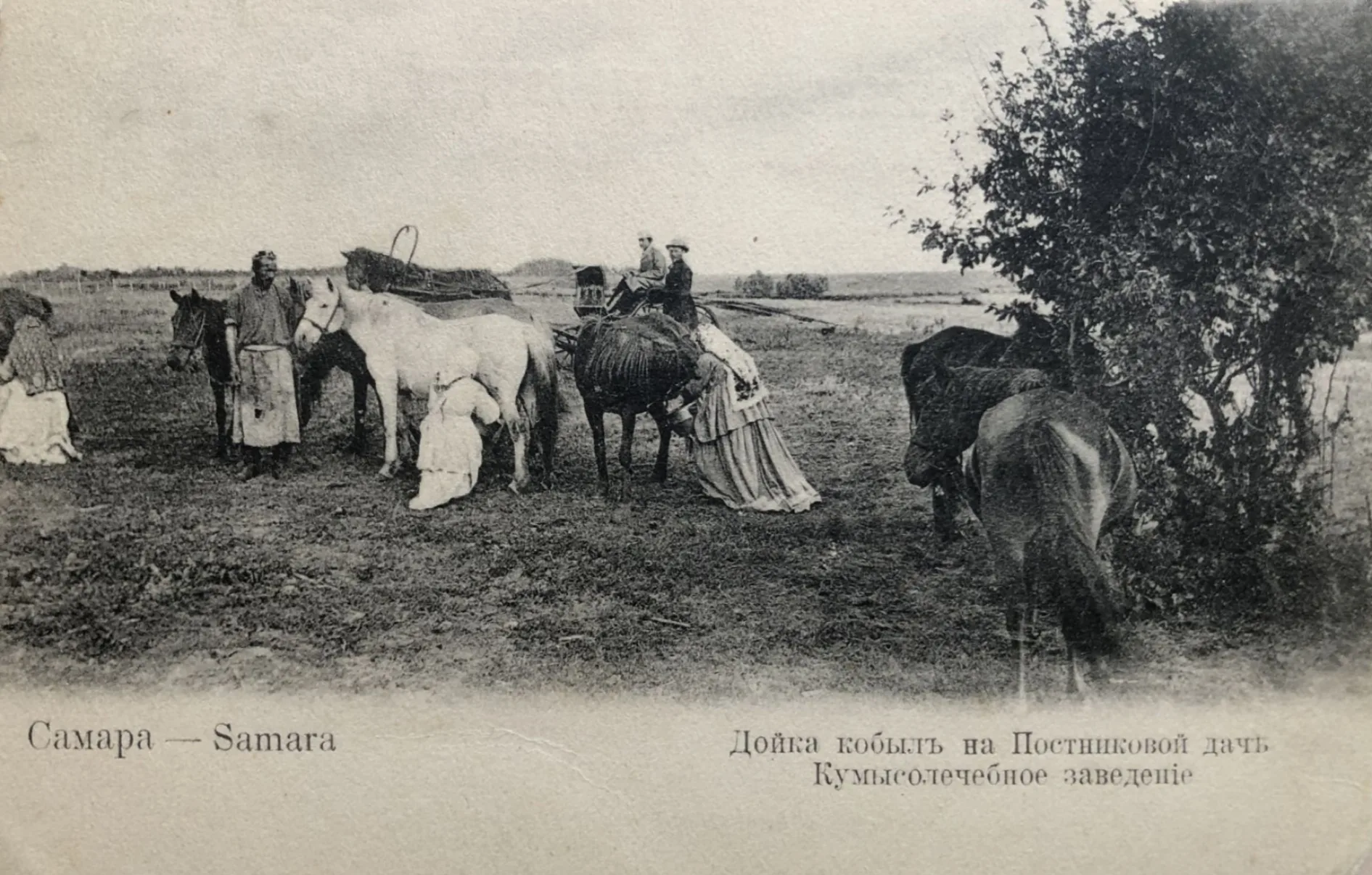 Mare milking at the Postnikov's dacha, Kumis treatment institution, Samara, old postcard. Фото: Изд. маг. В.И. Асмолов и Ко. в Самаре, Public domain, Викисклад