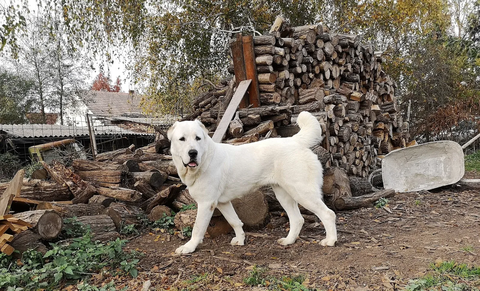 Central Asia Ovcharka dog (Alabai) in Hungary.. Фото: Halalosirambankiskecskek, CC BY-SA 4.0, Викисклад