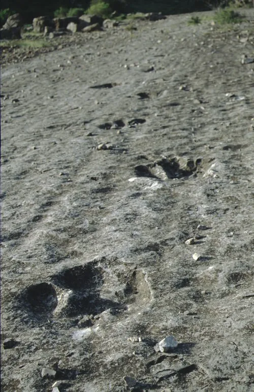 Dinosaur footprints on the Jurassic Limestone, Kugitangtau mountains, Hodshapil. Фото: Klaus Schönitzer, CC BY-SA 4.0, Викисклад