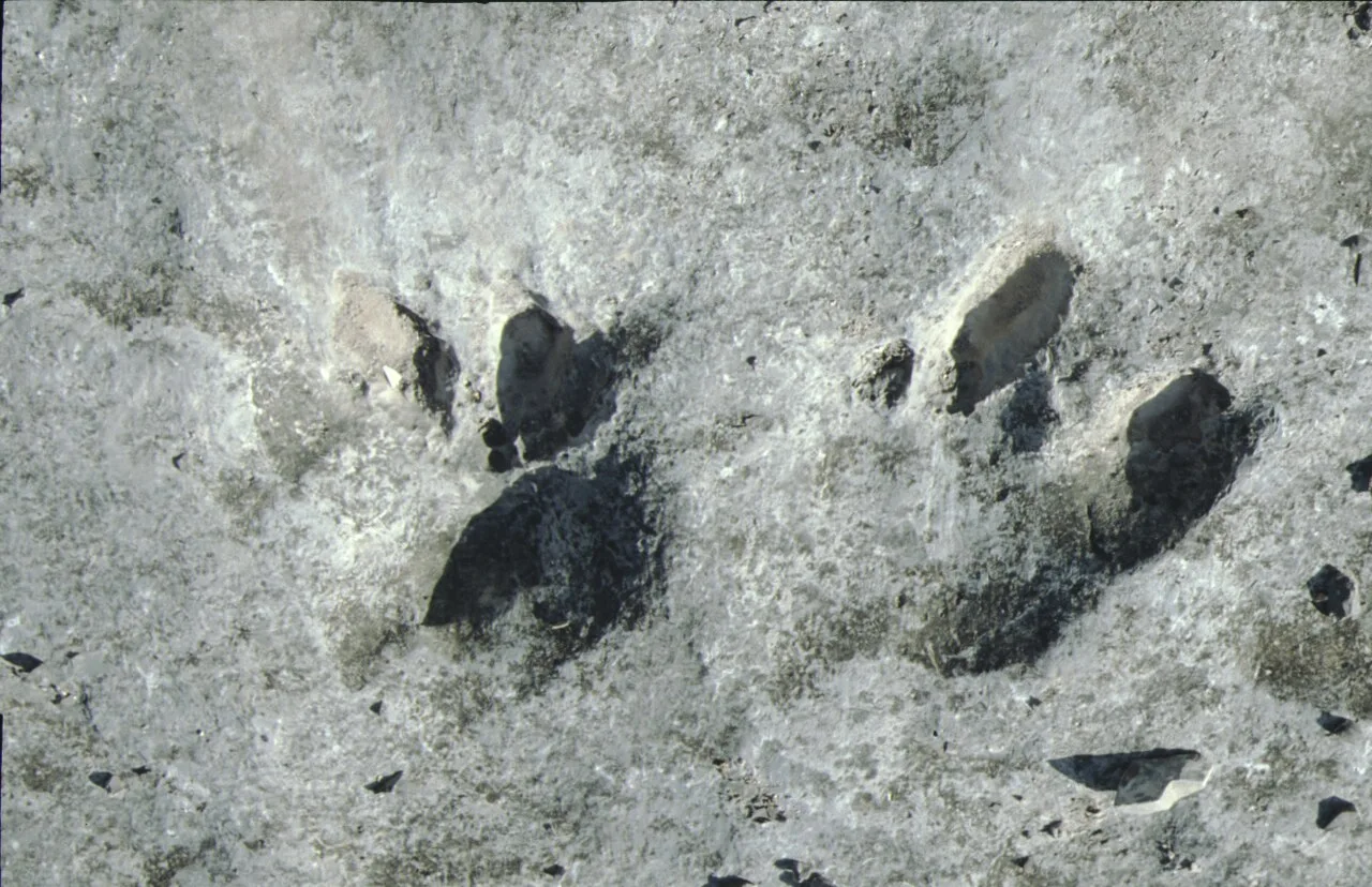 Dinosaur footprints on the Jurassic Limestone, Kugitangtau mountains, Hodshapil. Фото: Klaus Schönitzer, CC BY-SA 4.0, Викисклад